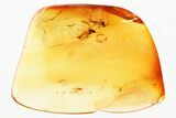 Two Fossil Biting Midges (Ceratopogonidae) in Baltic Amber #381567-1